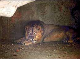Photo of हैदराबाद : युवक ने की शेर के बाड़े में कूदने की कोशिश, प्रशासन ने बचाई जान
