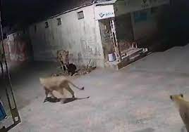 Photo of गुजरात :  बंदरों और कुत्तों के बाद अब ‘शेर’ और ‘बैल’ के बीच ‘गैंगवार’ ने सोशल मीडिया पर मचाई सनसनी