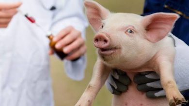 Photo of दुनिया में पहली बार इंसान के अंदर धड़केगा सूअर का दिल