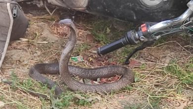 Photo of बुलंदशहर: बाइक सवार के साथ 5 किलोमीटर तक यात्रा करता रहा कोबरा सांप