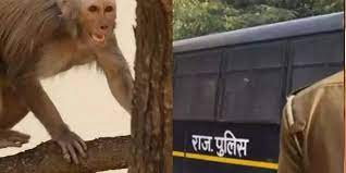 Photo of मर्डर केस के सबूत तो बंदर लेकर भाग गया’, जयपुर कोर्ट में पुलिस का अजब खुलासा