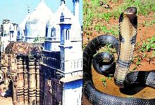 Photo of ज्ञानवापी मस्जिद में सर्वे के दौरान निकला कोबरा सांप, मचा हड़कंप