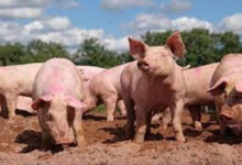 Photo of ऋषिकेश में अज्ञात बीमारी से 80 सुअरों की मौत, हड़कंप