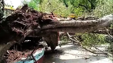 Photo of चंडीगढ़ः स्कूल में गिरा 250 साल पुराना पेड़, चपेट में आए कई बच्चे, एक छात्रा की मौत
