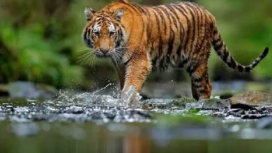 Photo of International Tiger Day 2022: आज है विश्व टाइगर दिवस, जानें टाइगर डे से जुड़ी महत्वपूर्णं बातें