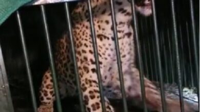 Photo of अयोध्याः आखिरकार पिंजरे में कैद हुआ खतरनाक तेंदुआ, पिछले एक महीने से डाले हुआ था डेरा