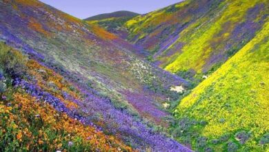 Photo of Valley of Flowers: बंद हुई फूलों की घाटी, 2022  में  सबसे अधिक पर्यटकों के आने का रिकॉर्ड