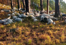 Photo of उत्तराखंड में आकाशीय बिजली गिरने से 350 बकरियों की मौत, ग्रामीणों ने प्रशासन को दी जानकारी